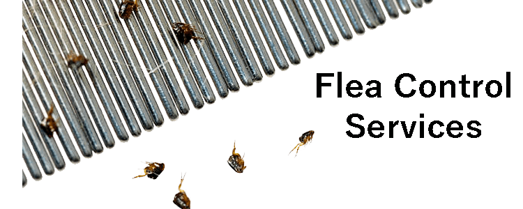 Flea Control Services